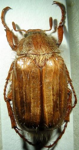 Amphimallon solstitiale