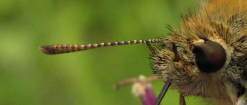 Thymelicus sylvestris