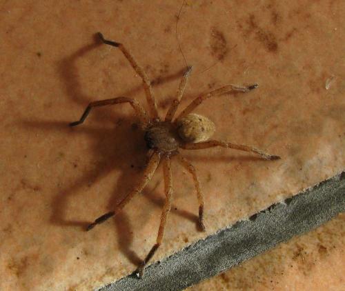 Réf. 27 013 : Olios argelasius
