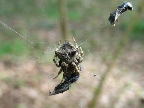 Réf. 27 446 : Araneus angulatus