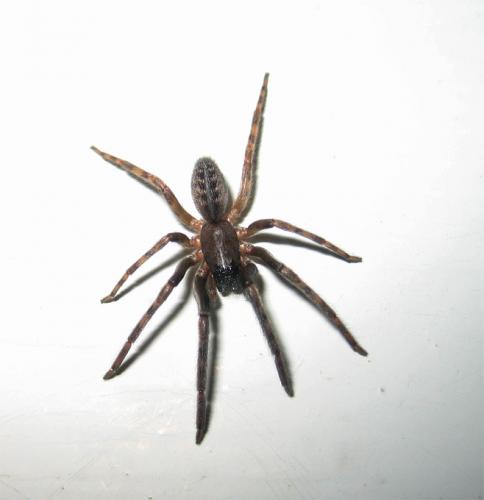 Réf. 27 328 : Segestria sp.