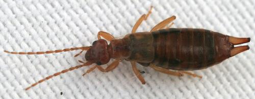 Apterygida media