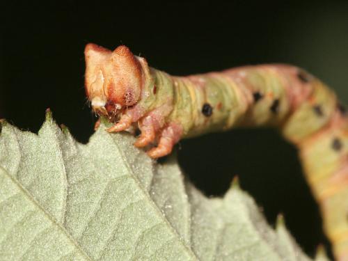 Biston betularia