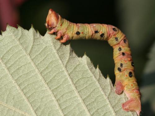 Réf. 27 303 : Biston betularia