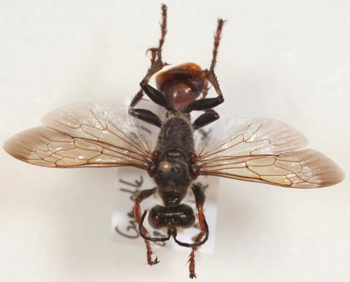 Sphex funerarius