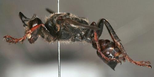Sphex funerarius