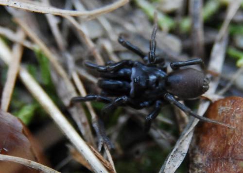 Atypus sp.