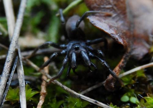 Atypus sp.