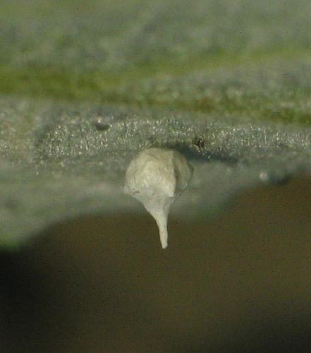 Réf. 27 290 : Paidiscura pallens
