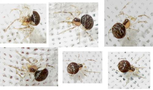 Paidiscura pallens