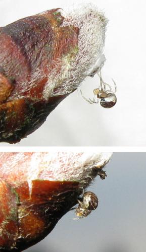 Paidiscura pallens