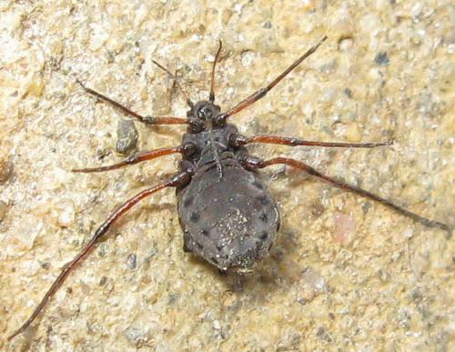 Réf. 27 358 : Tuberolachnus salignus