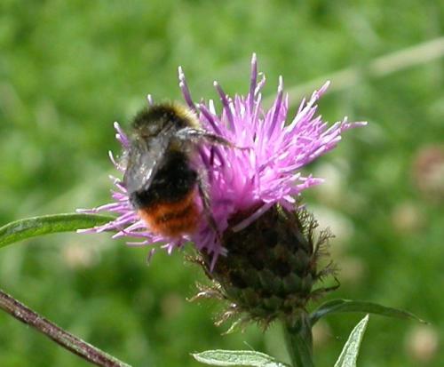 Bombus sp.