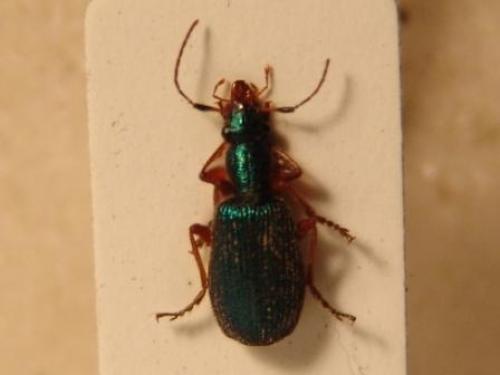Réf. 27 675 : Drypta dentata