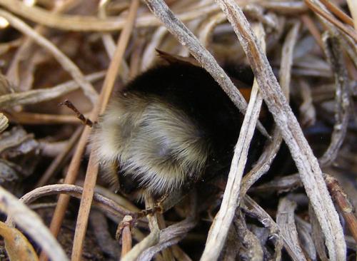 Bombus terrestris