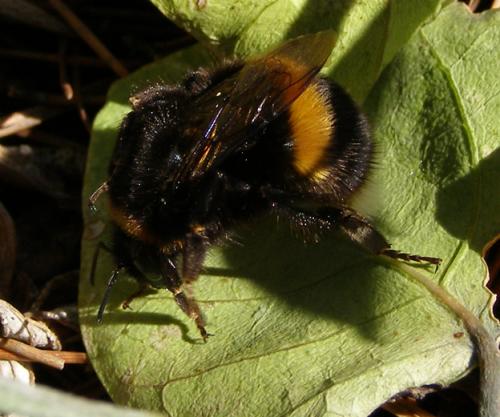 Bombus terrestris