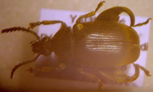 Réf. 27 747 : Caryedon sp.
