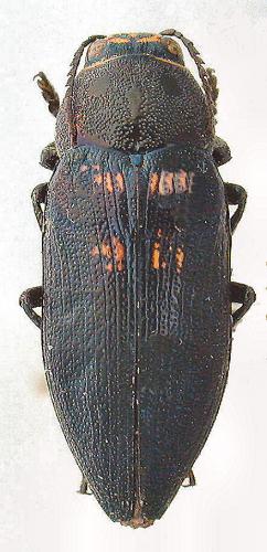 Réf. 27 530 : Buprestis cupressi