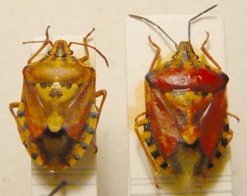 Codophila divers