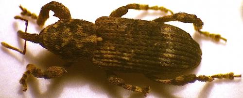 Camptorhinus simplex