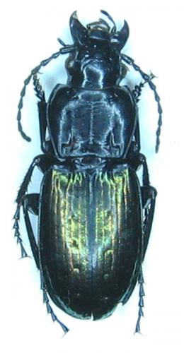 Pterostichus xatartii