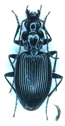 Réf. 27 750 : Platynus assimilis