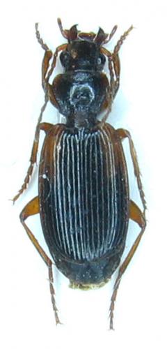 Réf. 27 897 : Cymindis humeralis
