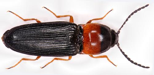 Cardiophorus anticus