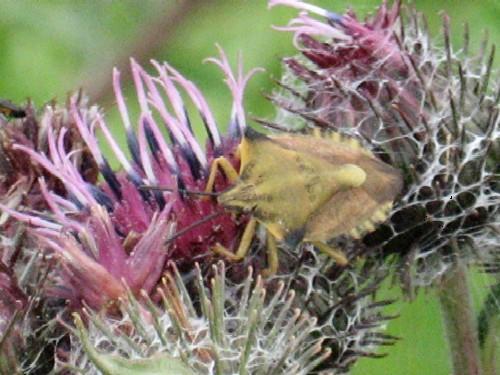 Carpocoris fuscispinus