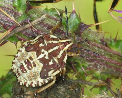 Carpocoris purpureipennis