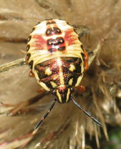 Réf. 27 827 : Carpocoris sp.
