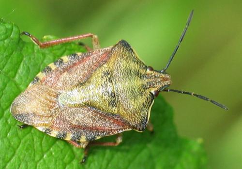 Carpocoris purpureipennis