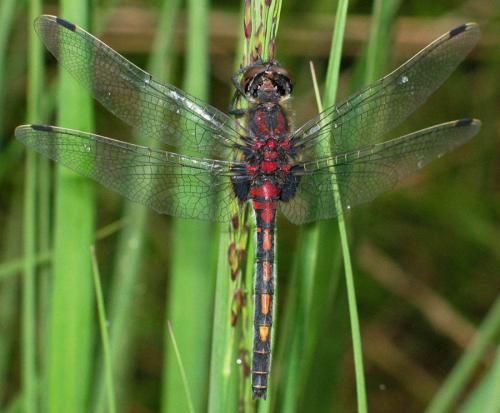 Leucorrhinia dubia