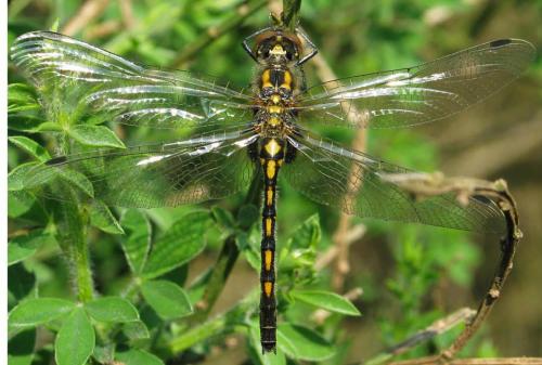 Leucorrhinia dubia