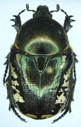 Réf. 27 383 : Netocia trojana ephesia