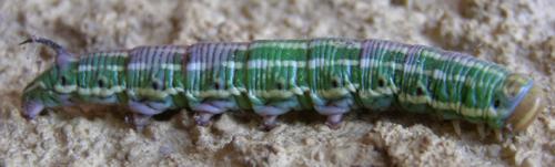 Réf. 27 679 : Sphinx sp.