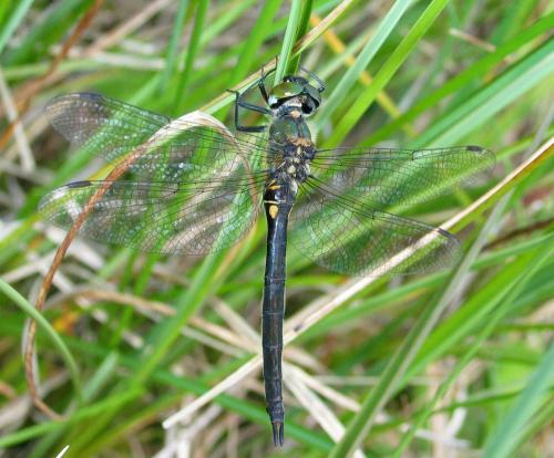 Somatochlora arctica