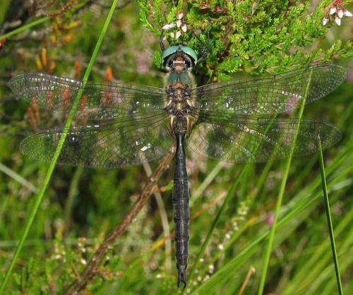 Somatochlora arctica