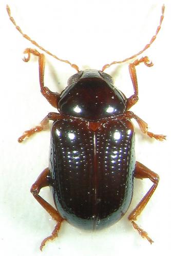 Metachroma sp.