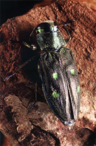 Réf. 27 515 : Chrysobothris affinis