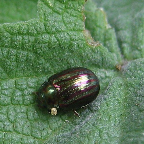 Chrysolina americana