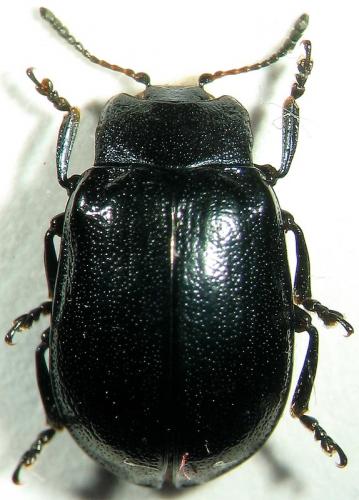 Réf. 27 607 : Plagiosterna aenea