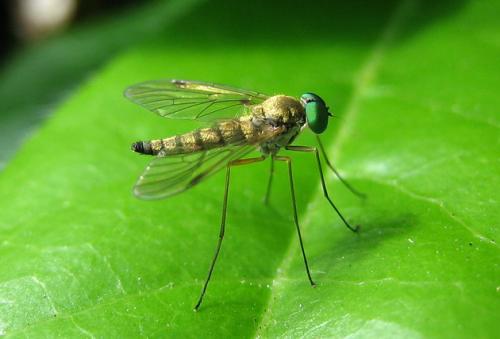 Réf. 27 443 : Chrysopilus asiliformis