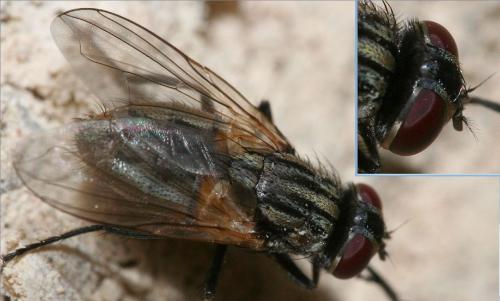 Réf. 27 352 : Musca domestica