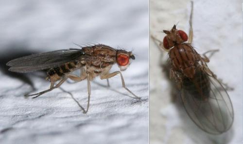 Drosophila busckii