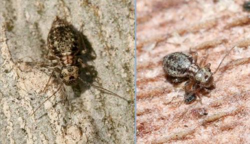 Mesopsocus sp.