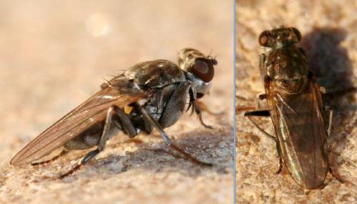 Réf. 27 567 : Ochthera schembrii