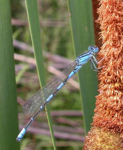 Coenagrion caerulescens