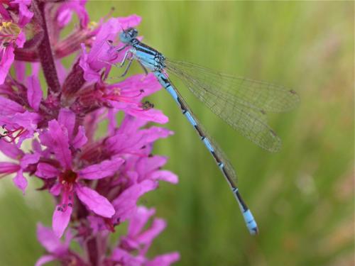 Réf. 27 418 : Coenagrion caerulescens
