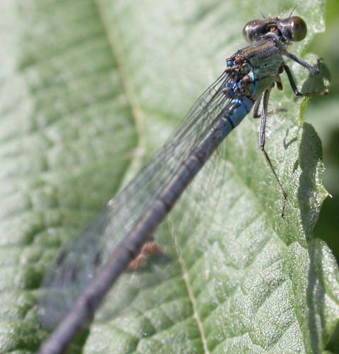 Erythromma viridulum